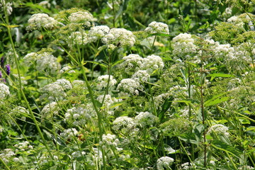 Cow parsley (Anthriscus sylvestris) has also names wild chervil.Field of white flowers in the forest. Nature background. 