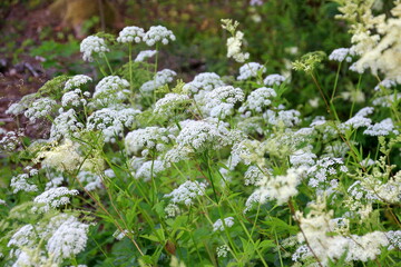 Cow parsley (Anthriscus sylvestris) has also names wild chervil.Field of white flowers in the...