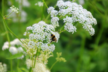 Cow parsley (Anthriscus sylvestris) has also names wild chervil.Field of white flowers in the...