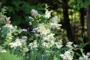 Cow parsley (Anthriscus sylvestris) has also names wild chervil.Field of white flowers in the forest. Nature background. 
