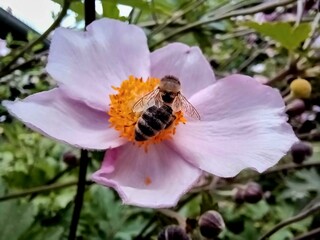 Biene auf einer Blüte