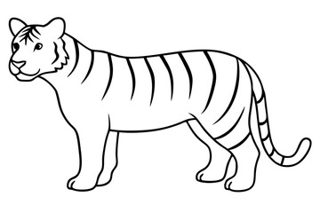 Fototapeta premium A Tiger vector art illustration