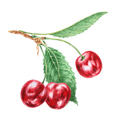 Red cherry branch with green leaf. Juicy hand drawn watercolor illustration. Delicious food art, fresh botanical realistic painting. Summer berry clipart for menu, prints for farm goods, vegan product
