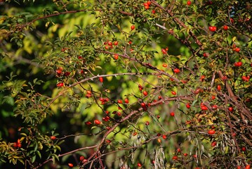 Leuchtend rote Hagebutten am dornigen Strauch.