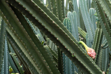 Large cactus being grown for sale for gardens and architect designs with its unique shapes and patterns