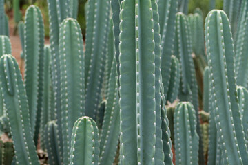 Large cactus being grown for sale for gardens and architect designs with its unique shapes and patterns