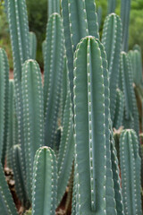 Large cactus being grown for sale for gardens and architect designs with its unique shapes and patterns
