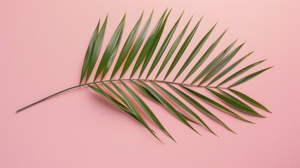 Fototapeta premium A single palm leaf sits on a pink background. The leaf is green and is positioned diagonally across the image.