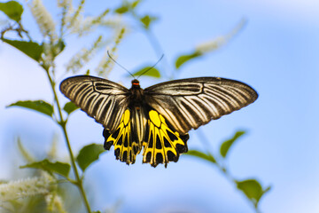 Black and yellow butterfly on a flower, Troides aeacus