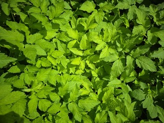 green leaves background