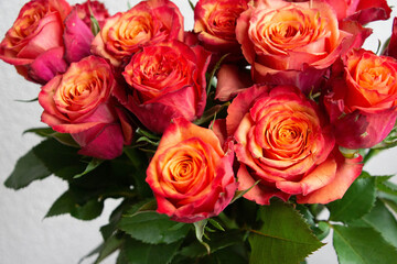 グラデーションカラーのバラ