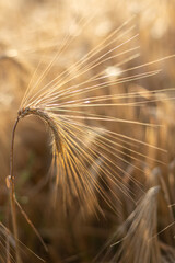 Barley dancing in the sun