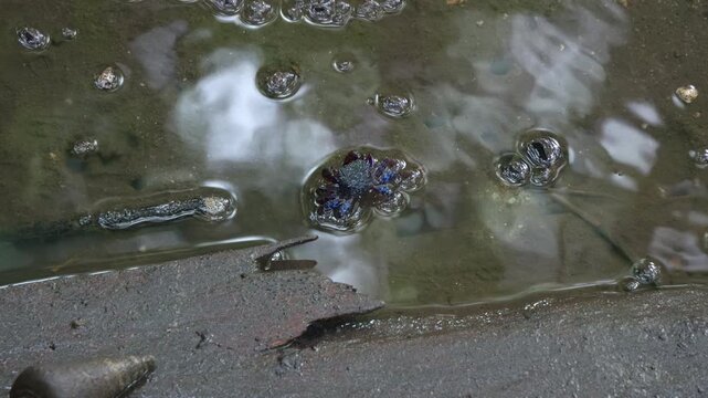A tree climbing crab spotted foraging in the muddy pool in the mangrove tidal flat during low tide period, close up shot.
