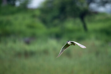 Black Crowned Night heron Flying 