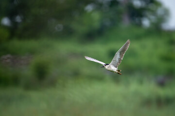 Black Crowned Night heron Flying 