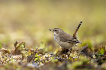 Bluethroat bird Closeup in wetland 