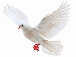 Obraz premium A white dove in flight with spread wings against a bright background