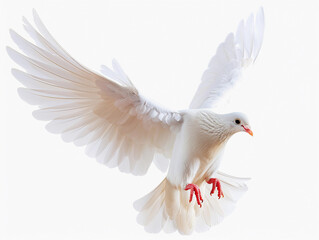 Fototapeta premium A white dove flying gracefully against a plain background in mid-flight during daylight