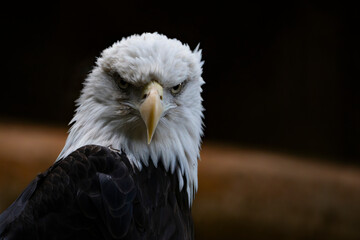bald eagle