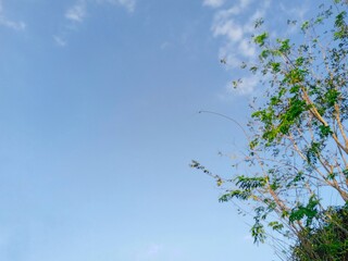 a pretty green tree against blue sky during sunset. low angle of green tree branches. beautiful spring scene of fresh and cloudy nature