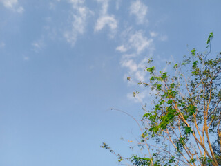 a pretty green tree against blue sky during sunset. low angle of green tree branches. beautiful spring scene of fresh and cloudy nature
