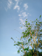 a pretty green tree against blue sky during sunset. low angle of green tree branches. beautiful spring scene of fresh and cloudy nature. Vertical photo