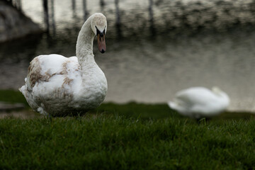 Obraz premium white swans near the lake posing