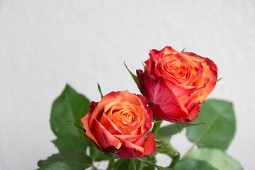 グラデーションカラーのバラ