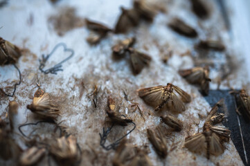 gray moth clinging to a sticky surface, close-up view, selective focus. Destruction of moths