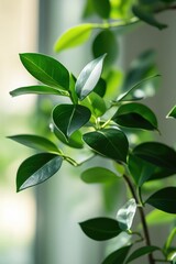 Obraz premium Green Plant Leaves Close Up