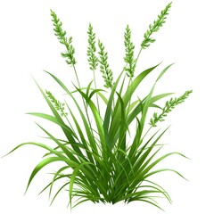 Fototapeta premium Lush Green Grass Patch: A vibrant and verdant cluster of grass blades with delicate seed heads swaying gently in the breeze. A perfect natural element for your designs