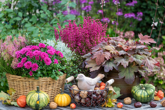 Garten-Arrangement mit Herbstblumen in T&ouml;pfen, N&uuml;ssen, K&uuml;rbissen und Terracotta-Vogel
