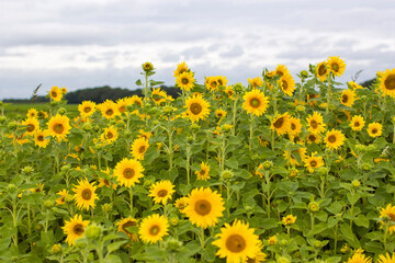 Sunflowers (helianthus) in a field