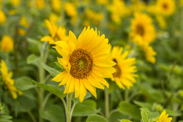 Sunflowers (helianthus) in a field