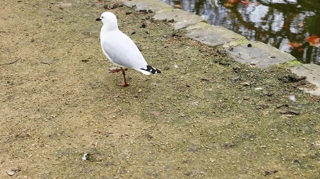 Red-billed Gull by Water