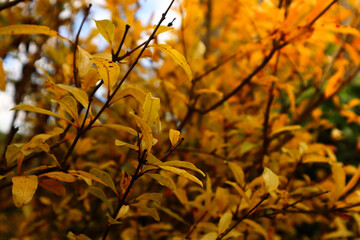 autumn leaves background