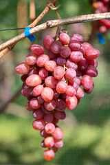 A bunch of pink grapes hanging on the vines of a vineyard