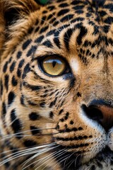 Obraz premium A close up of a leopard's face with its eyes open and looking at the camera