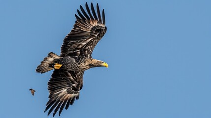 Obraz premium A White-tailed Eagle Soaring Through the Blue Sky.