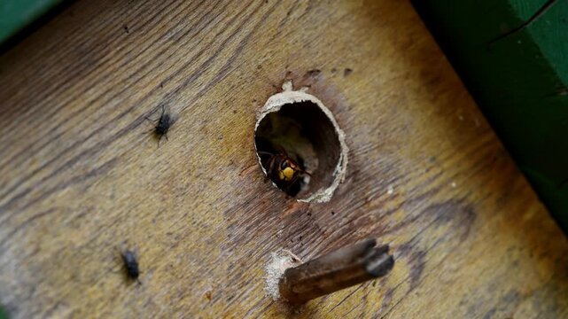 Hornissen haben ihr Nest im Meisenkasten