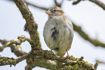 A female House Sparrow sitting on a twig