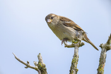 Obraz premium A female House Sparrow sitting on a twig