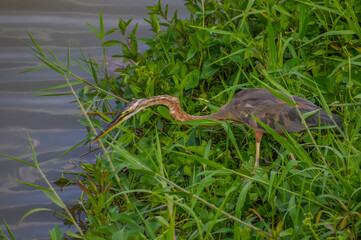 A purple heron in grass near the edge of Jurong Lake in the western part of Singapore.