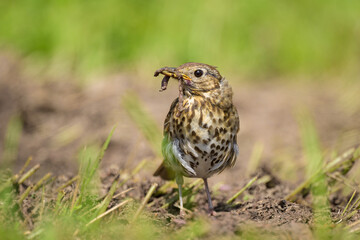 A Song Thrush looking for food on the ground