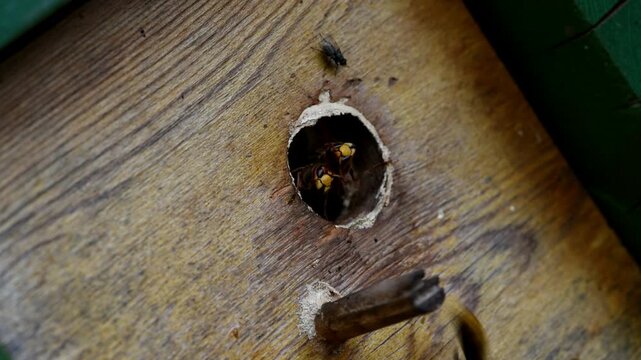 Hornissen haben ihr Nest im Meisenkasten