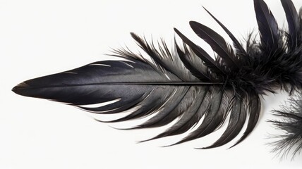 Black feather isolated on white or transparent PNG