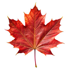 Obraz premium Detailed Red Maple Leaf on White Background