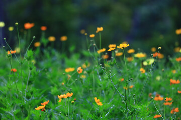 cosmos flower field in forest park, selective focus, yellow flowers blooming in garden