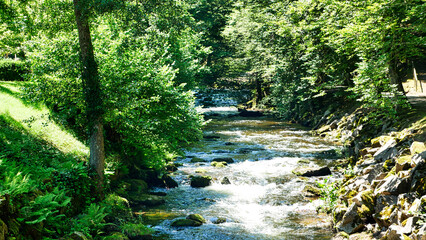 Lichtdurchfluteter Mischwald an der Enz in Baden-Württemberg