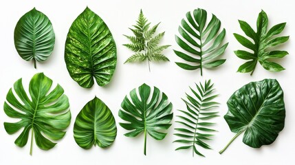 Fototapeta premium A collection of diverse green leaves is artistically arranged, highlighting their shapes, textures, and colors against a light backdrop